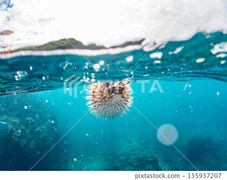 Angry and inflating porcupine fish photographed halfway above the water. In front of the observation platform. Hirizohama, Minamiizu-cho, Nakagi, Izu Peninsula, Shizuoka Prefecture - 2025 Japan 135937207