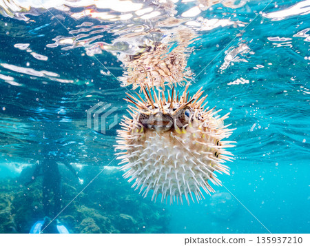 Angry and inflating porcupine fish photographed halfway above the water. In front of the observation platform. Hirizohama, Minamiizu-cho, Nakagi, Izu Peninsula, Shizuoka Prefecture - 2025 Japan Angry and inflating porcupine fish photographed halfway above the water. In front of the observation platform. Hirizohama, Minamiizu-cho, Nakagi, Izu Peninsula, Shizuoka Prefecture - 2025 Japan 135937210