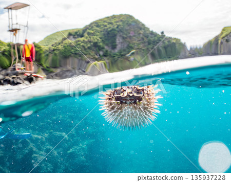 Angry and inflating porcupine fish photographed halfway above the water. In front of the observation platform. Hirizohama, Minamiizu-cho, Nakagi, Izu Peninsula, Shizuoka Prefecture - 2025 Japan Angry and inflating porcupine fish photographed halfway above the water. In front of the observation platform. Hirizohama, Minamiizu-cho, Nakagi, Izu Peninsula, Shizuoka Prefecture - 2025 Japan 135937228