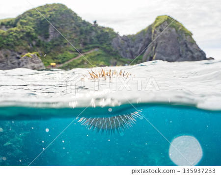 憤怒的刺豚躍出水面,半身都露出水面,在觀景台前拍攝。日本靜岡縣伊豆半島中木市南伊豆町平枝濱 - 2025 憤怒的刺豚躍出水面,半身都露出水面,在觀景台前拍攝。日本靜岡縣伊豆半島中木市南伊豆町平枝濱 - 2025 135937233