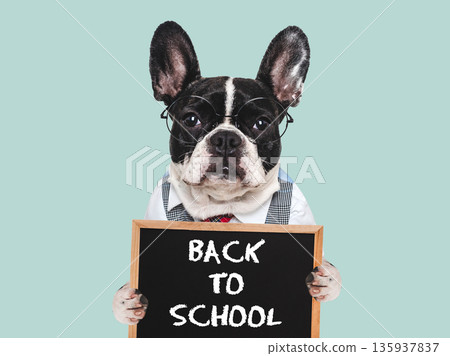 Back to school. Cute puppy and signboard with inscription Back to school. Cute puppy and signboard with inscription 135937837