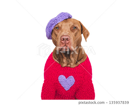 Cute brown dog and red heart. Studio shot Cute brown dog and red heart. Studio shot 135937839