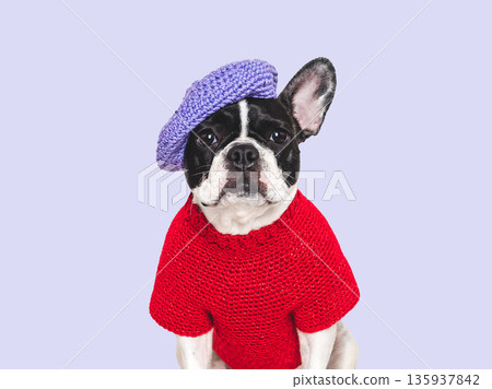 Cute puppy and knitted red sweater. Studio shot 135937842