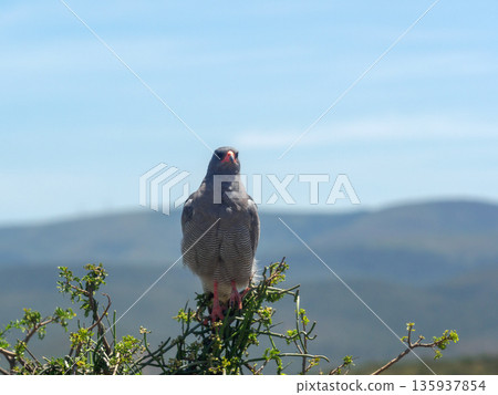African bird of prey perched on a bush African bird of prey perched on a bush 135937854