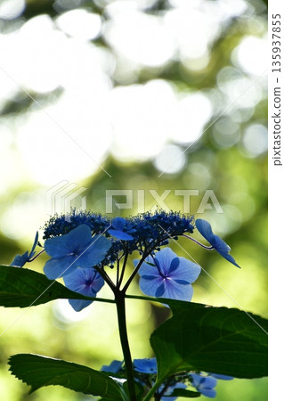 Hydrangea shining in the sunlight Hydrangea shining in the sunlight 135937855