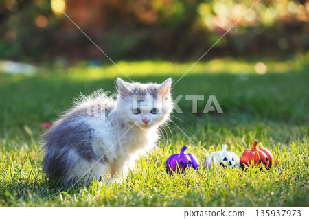 Cute little kitten sitting on the grass with toy pumpkins Cute little kitten sitting on the grass with toy pumpkins 135937973
