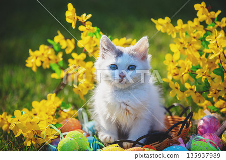 Cute little kitten in a in a garden near yellow flowers Cute little kitten in a in a garden near yellow flowers 135937989