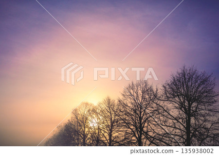 Silhouettes of bare trees on an early foggy autumn morning 135938002