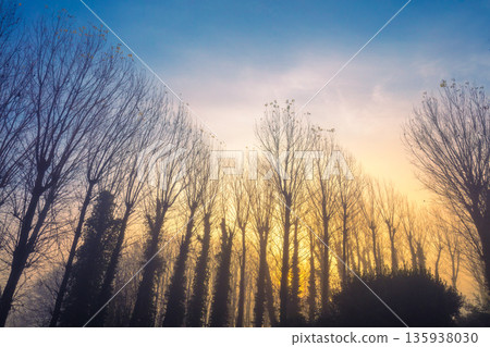 Silhouettes of bare trees on an early foggy autumn morning Silhouettes of bare trees on an early foggy autumn morning 135938030