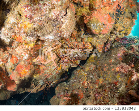 Lobsters in the cave and more. Hirizohama Beach, Nakagi, Minamiizu Town, Izu Peninsula, Shizuoka Prefecture - 2025 One of Japan's best snorkeling spots 135938048