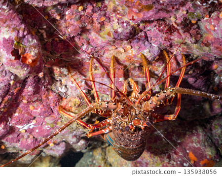 洞穴裡的龍蝦等等。日本靜岡縣伊豆半島南伊豆町中木町的Hirizohama海灘 - 2025，日本最佳浮潛地點之一。 135938056