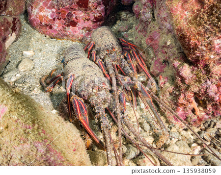 洞穴裡的龍蝦等等。日本靜岡縣伊豆半島南伊豆町中木町的Hirizohama海灘 - 2025，日本最佳浮潛地點之一。 135938059