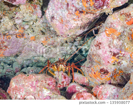 洞穴裡的龍蝦等等。日本靜岡縣伊豆半島南伊豆町中木町的Hirizohama海灘 - 2025，日本最佳浮潛地點之一。 135938077