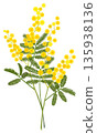 Mimosa acacia cut flowers 135938136