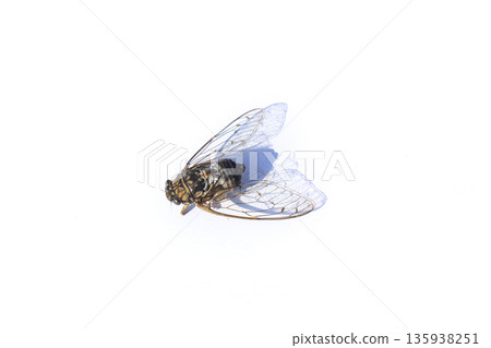 A cicada lying on a white background. A cicada lying on a white background. 135938251
