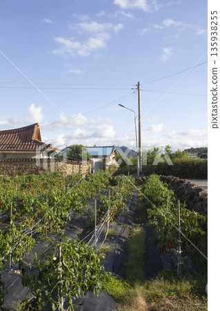 Countryside scenery with pepper fields Countryside scenery with pepper fields 135938255