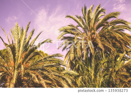 Palm trees agaist sunset sky. Exotic nature background Palm trees agaist sunset sky. Exotic nature background 135938273