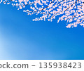 藍天和櫻花的背景圖 135938423