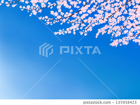 藍天和櫻花的背景圖 135938423