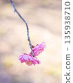 Pink plum blossoms at Okamoto Plum Grove Park in Kobe, Hyogo Prefecture 135938710