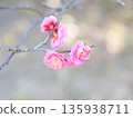 Pink plum blossoms at Okamoto Plum Grove Park in Kobe, Hyogo Prefecture 135938711
