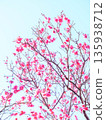 Pink plum blossoms at Okamoto Plum Grove Park in Kobe, Hyogo Prefecture 135938712
