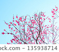 Pink plum blossoms at Okamoto Plum Grove Park in Kobe, Hyogo Prefecture 135938714