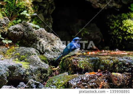 A blue-and-white flycatcher bathing in water. The blue bird of happiness. A watering hole in Ohora, Fujiyoshida City, Yamanashi Prefecture - 2025. A watering hole in the villa area of Lake Yamanaka. 135938891