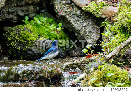 A blue-and-white flycatcher bathing in water. The blue bird of happiness. A watering hole in Ohora, Fujiyoshida City, Yamanashi Prefecture - 2025. A watering hole in the villa area of Lake Yamanaka. 135938892