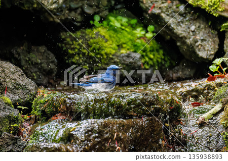 A blue-and-white flycatcher bathing in water. The blue bird of happiness. A watering hole in Ohora, Fujiyoshida City, Yamanashi Prefecture - 2025. A watering hole in the villa area of Lake Yamanaka. 135938893