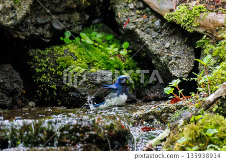 A blue-and-white flycatcher bathing in water. The blue bird of happiness. A watering hole in Ohora, Fujiyoshida City, Yamanashi Prefecture - 2025. A watering hole in the villa area of Lake Yamanaka. A blue-and-white flycatcher bathing in water. The blue bird of happiness. A watering hole in Ohora, Fujiyoshida City, Yamanashi Prefecture - 2025. A watering hole in the villa area of Lake Yamanaka. 135938914