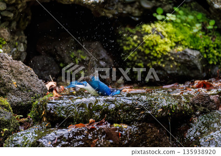一隻藍白鶲在水中沐浴。幸福的藍鳥。位於山梨縣富士吉田市大空的水塘－2025年。山中湖別墅區的水塘。 135938920