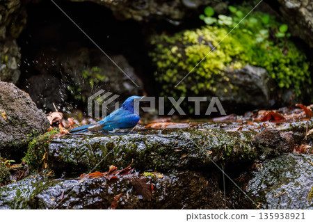 一隻藍白鶲在水中沐浴。幸福的藍鳥。位於山梨縣富士吉田市大空的水塘－2025年。山中湖別墅區的水塘。 135938921