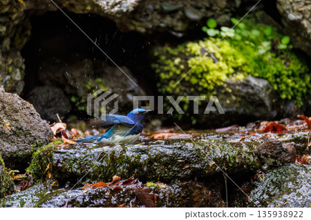 A blue-and-white flycatcher bathing in water. The blue bird of happiness. A watering hole in Ohora, Fujiyoshida City, Yamanashi Prefecture - 2025. A watering hole in the villa area of Lake Yamanaka. A blue-and-white flycatcher bathing in water. The blue bird of happiness. A watering hole in Ohora, Fujiyoshida City, Yamanashi Prefecture - 2025. A watering hole in the villa area of Lake Yamanaka. 135938922