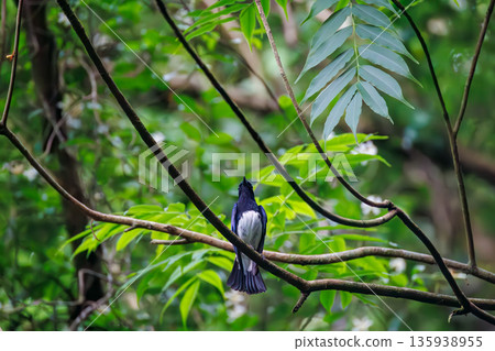 A blue-and-white flycatcher bathing in water. The blue bird of happiness. A watering hole in Ohora, Fujiyoshida City, Yamanashi Prefecture - 2025. A watering hole in the villa area of Lake Yamanaka. A blue-and-white flycatcher bathing in water. The blue bird of happiness. A watering hole in Ohora, Fujiyoshida City, Yamanashi Prefecture - 2025. A watering hole in the villa area of Lake Yamanaka. 135938955