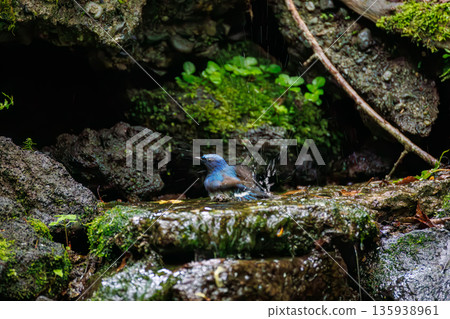 一隻藍白鶲在水中沐浴。幸福的藍鳥。位於山梨縣富士吉田市大空的水塘－2025年。山中湖別墅區的水塘。 135938961