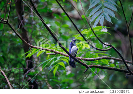 A blue-and-white flycatcher bathing in water. The blue bird of happiness. A watering hole in Ohora, Fujiyoshida City, Yamanashi Prefecture - 2025. A watering hole in the villa area of Lake Yamanaka. A blue-and-white flycatcher bathing in water. The blue bird of happiness. A watering hole in Ohora, Fujiyoshida City, Yamanashi Prefecture - 2025. A watering hole in the villa area of Lake Yamanaka. 135938971