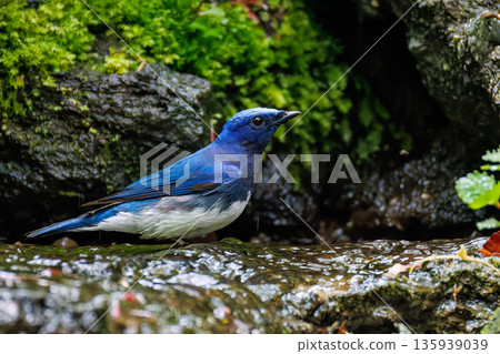 一隻藍白鶲在水中沐浴。幸福的藍鳥。位於山梨縣富士吉田市大空的水塘－2025年。山中湖別墅區的水塘。 135939039