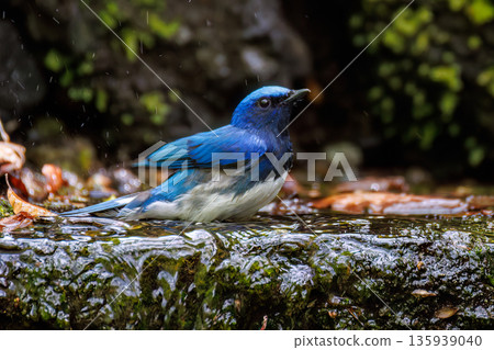 一隻藍白鶲在水中沐浴。幸福的藍鳥。位於山梨縣富士吉田市大空的水塘－2025年。山中湖別墅區的水塘。 135939040