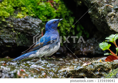 一隻藍白鶲在水中沐浴。幸福的藍鳥。位於山梨縣富士吉田市大空的水塘－2025年。山中湖別墅區的水塘。 135939041