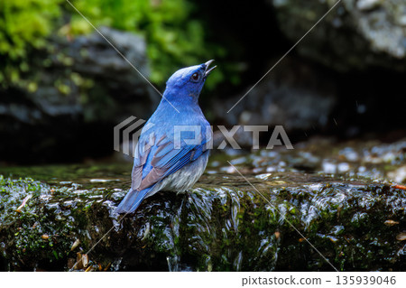 一隻藍白鶲在水中沐浴。幸福的藍鳥。位於山梨縣富士吉田市大空的水塘－2025年。山中湖別墅區的水塘。 135939046