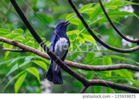 一隻藍白鶲在水中沐浴。幸福的藍鳥。位於山梨縣富士吉田市大空的水塘－2025年。山中湖別墅區的水塘。 135939075