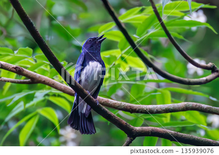 一隻藍白鶲在水中沐浴。幸福的藍鳥。位於山梨縣富士吉田市大空的水塘－2025年。山中湖別墅區的水塘。 135939076