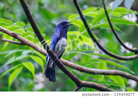 一隻藍白鶲在水中沐浴。幸福的藍鳥。位於山梨縣富士吉田市大空的水塘－2025年。山中湖別墅區的水塘。 135939077