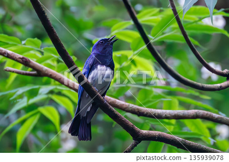 一隻藍白鶲在水中沐浴。幸福的藍鳥。位於山梨縣富士吉田市大空的水塘－2025年。山中湖別墅區的水塘。 135939078