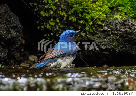 一隻藍白鶲在水中沐浴。幸福的藍鳥。位於山梨縣富士吉田市大空的水塘－2025年。山中湖別墅區的水塘。 135939087