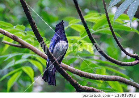 一隻藍白鶲在水中沐浴。幸福的藍鳥。位於山梨縣富士吉田市大空的水塘－2025年。山中湖別墅區的水塘。 135939088