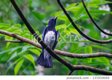 一隻藍白鶲在水中沐浴。幸福的藍鳥。位於山梨縣富士吉田市大空的水塘-2025年。山中湖別墅區的水塘。 一隻藍白鶲在水中沐浴。幸福的藍鳥。位於山梨縣富士吉田市大空的水塘-2025年。山中湖別墅區的水塘。 135939089