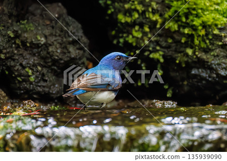 一隻藍白鶲在水中沐浴。幸福的藍鳥。位於山梨縣富士吉田市大空的水塘－2025年。山中湖別墅區的水塘。 135939090