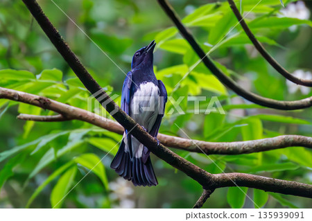 一隻藍白鶲在水中沐浴。幸福的藍鳥。位於山梨縣富士吉田市大空的水塘－2025年。山中湖別墅區的水塘。 135939091